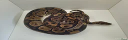 Python Snake reptiles for sale: Royal Python Male normal in Darvel - Advert 1