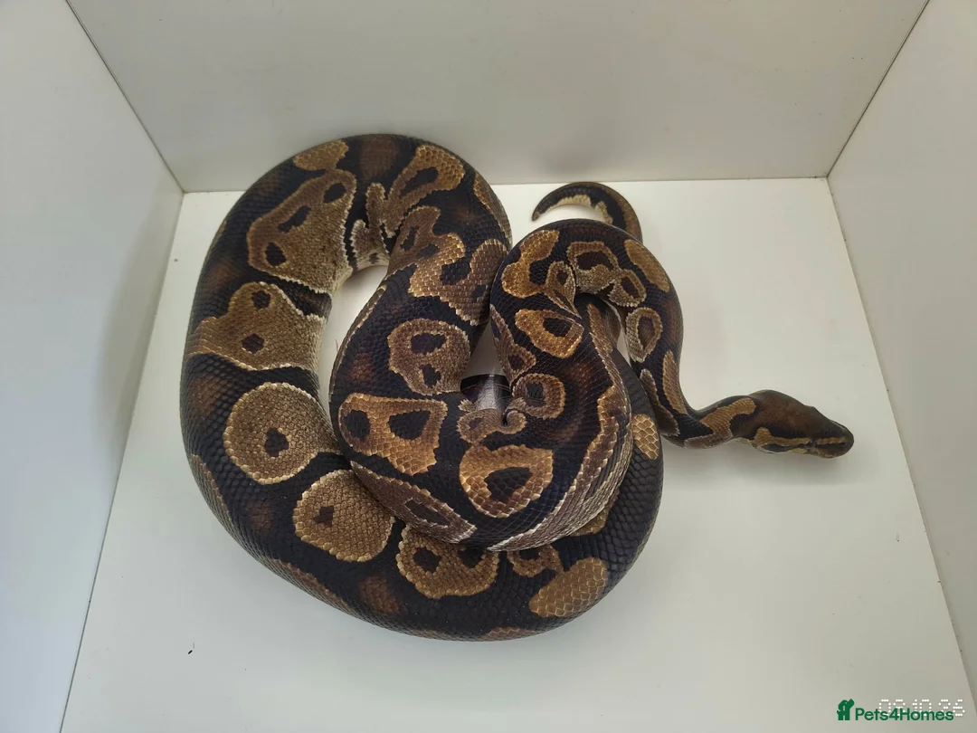 Python Snake reptiles for sale: Royal Python Male normal in Darvel - Advert 1