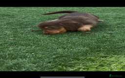 Miniature Dachshund dogs for sale: Delightful litter of KC Longhaired Mini Dachshunds - Image 14