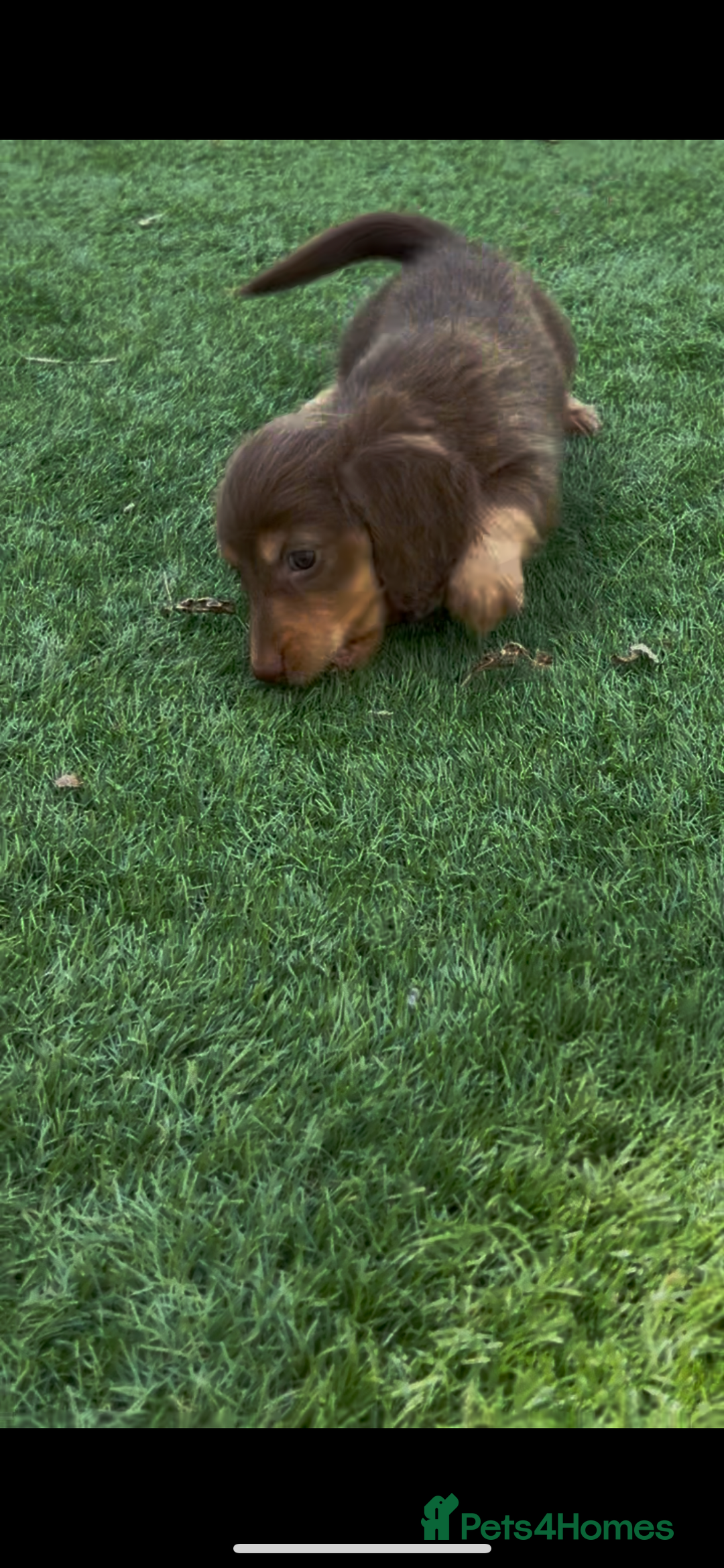 Miniature Dachshund dogs for sale: Delightful litter of KC Longhaired Mini Dachshunds - Image 14