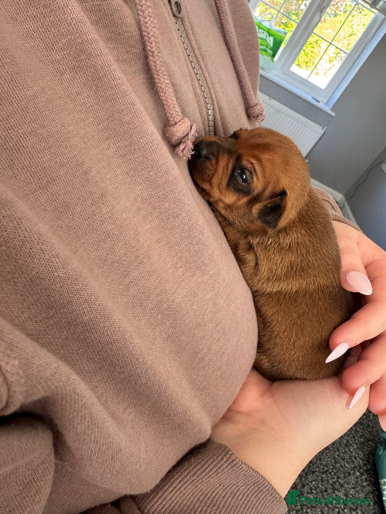 Miniature Pinscher dogs Beautiful Miniature Pinscher Puppies 2M 1F - Advert 2