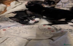 Mixed Breed cats for sale: Lovely little kittens - Image 4