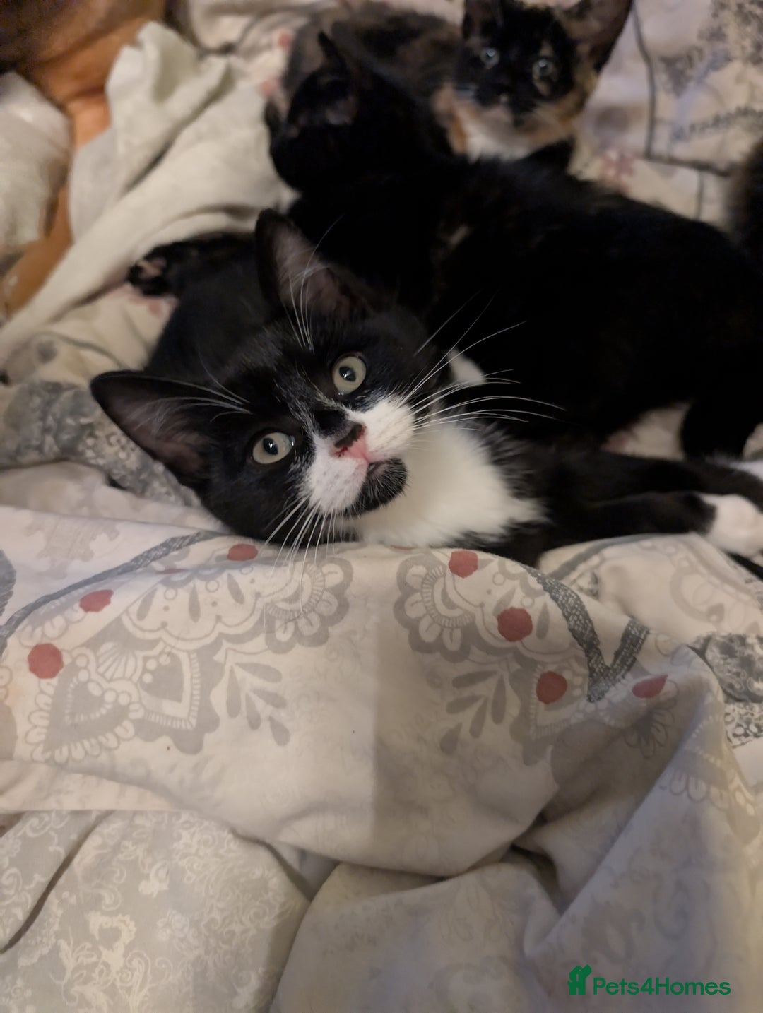 Mixed Breed cats for sale: Lovely little kittens - Image 4