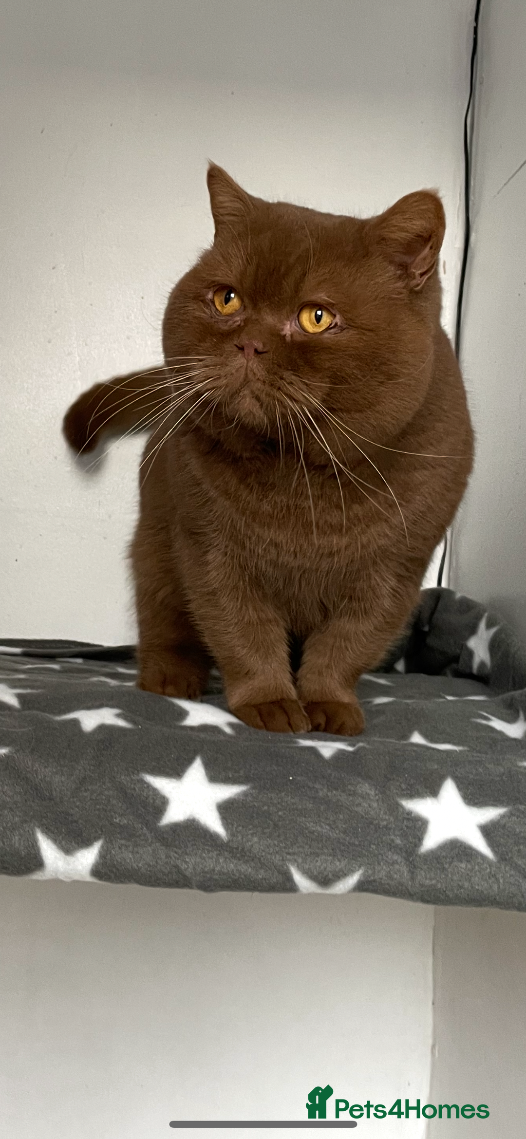 British Shorthair cats for stud: 🧸. CINNAMON CARRYING CHOCOLATE GCCF TICA  - Advert 3