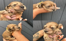 Miniature Dachshund dogs for sale: Beautiful Long Hair KC Reg miniature Dashunds  - Image 6