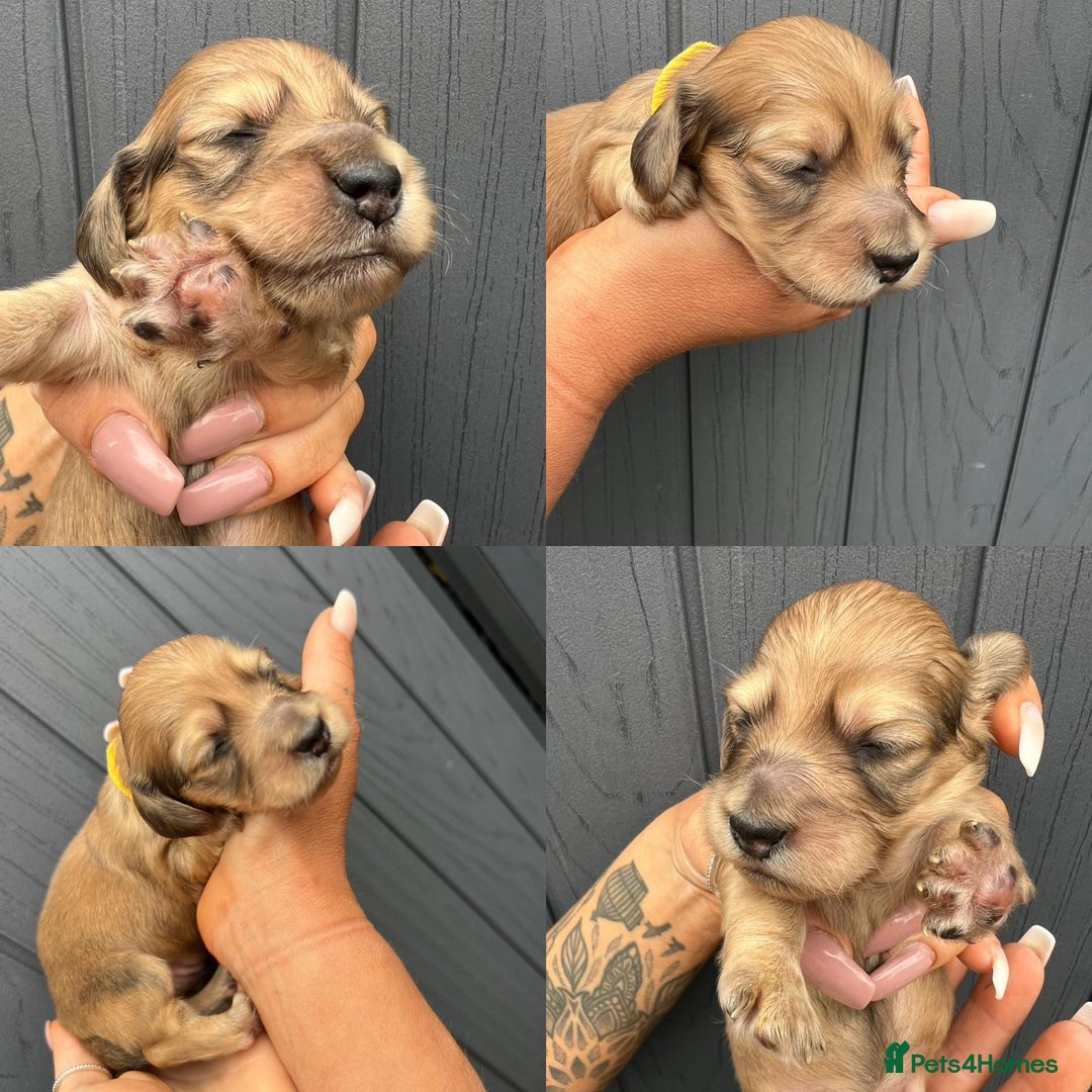Miniature Dachshund dogs for sale: Beautiful Long Hair KC Reg miniature Dashunds  - Image 6