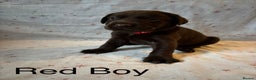 Labrador Retriever dogs for sale: Beautiful KC Chocolate Labrador Retriever puppies - Advert 8