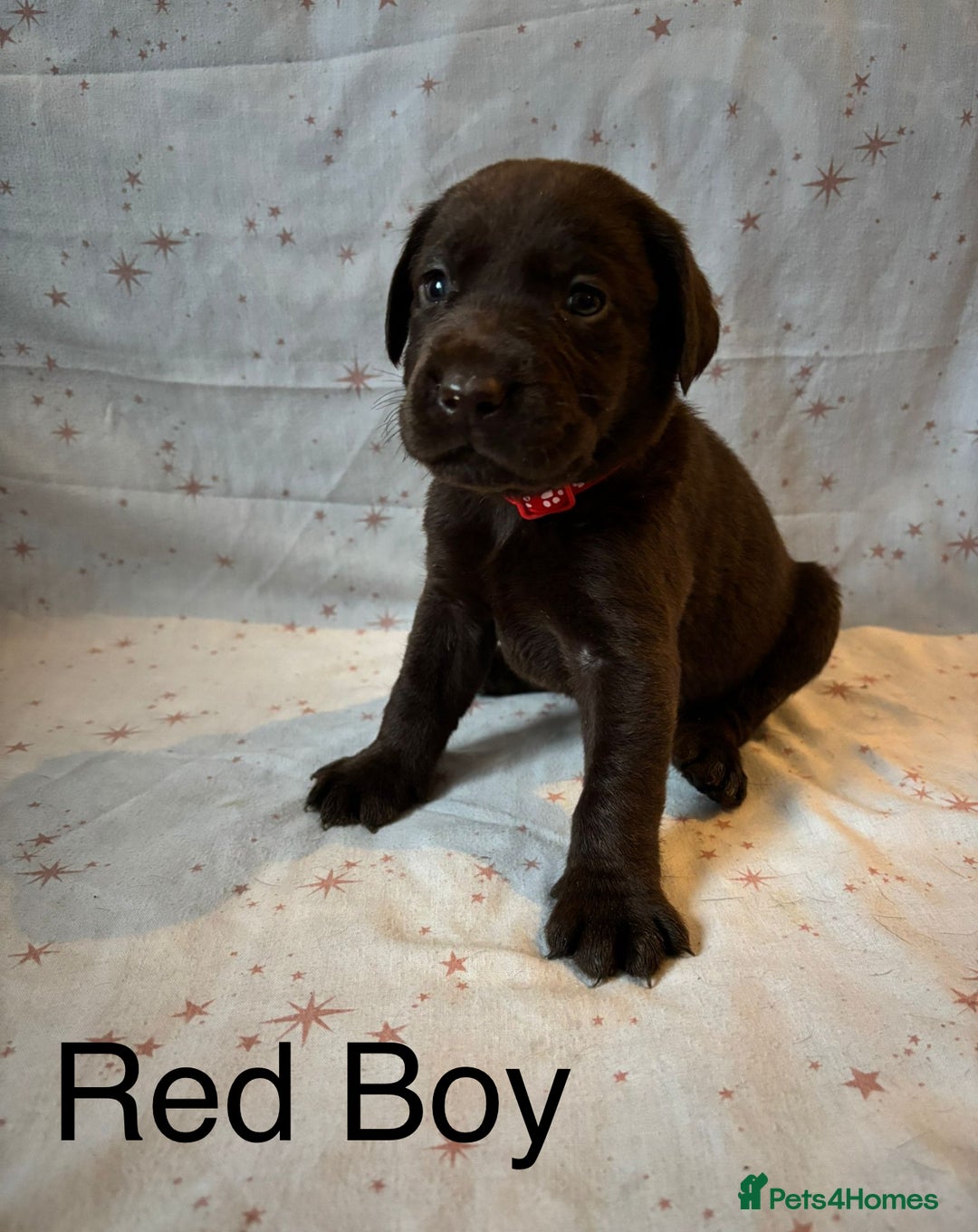 Labrador Retriever dogs for sale: Beautiful KC Chocolate Labrador Retriever puppies - Advert 8