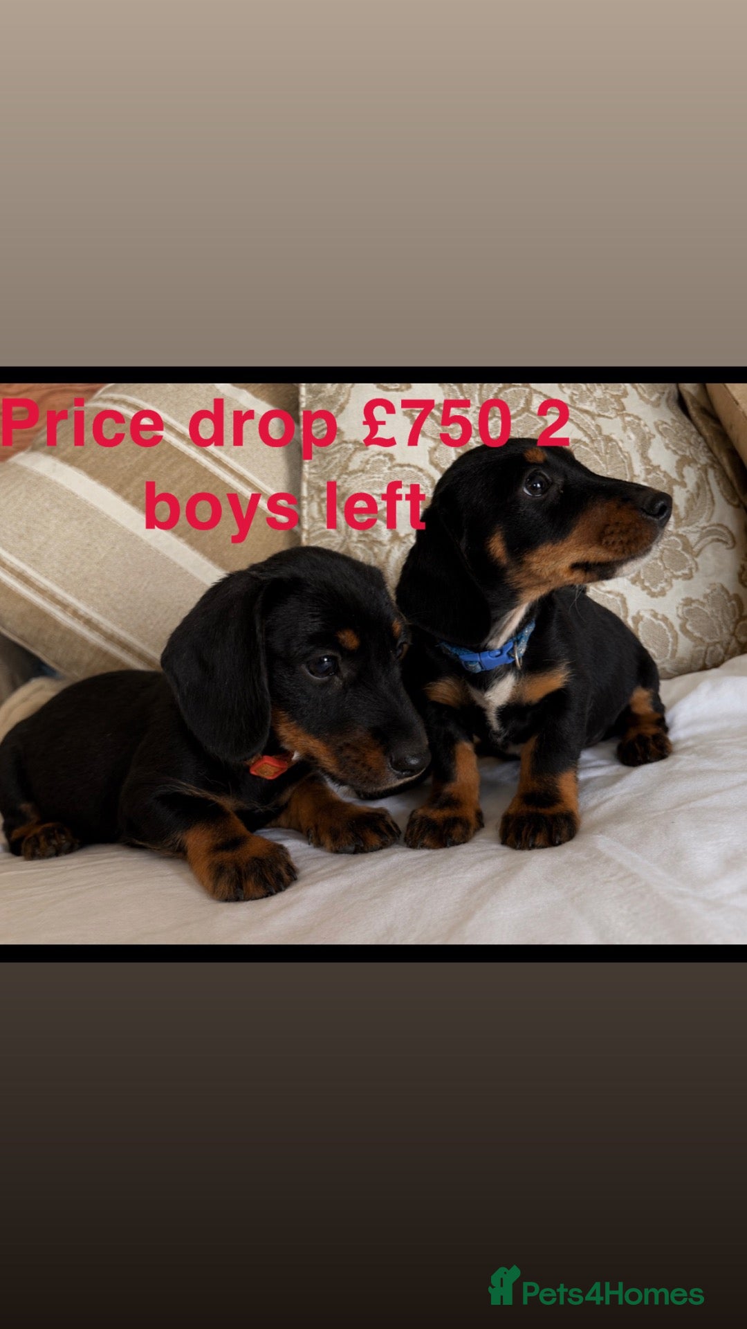 Miniature Dachshund dogs Beautiful miniature dachshunds - Advert 1