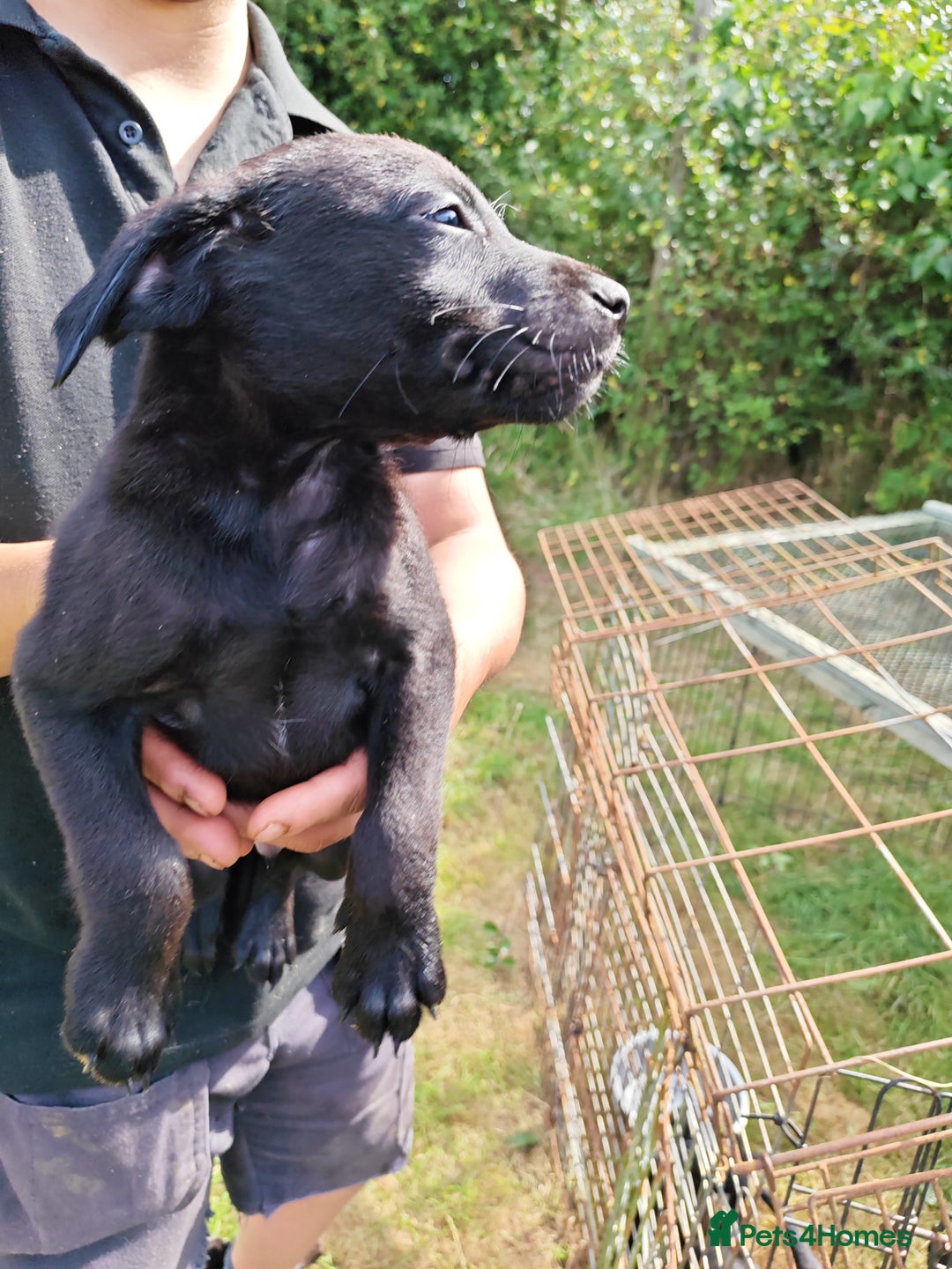 Labrador Retriever dogs for sale: Labrador puppies  - Image 1