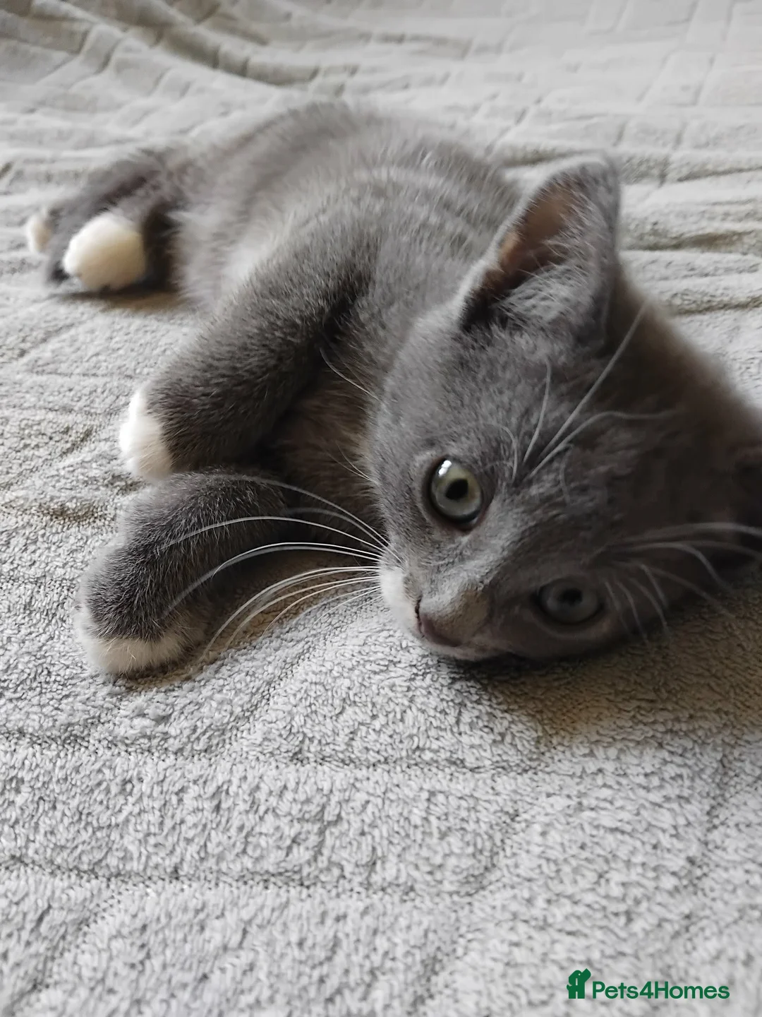 Mixed Breed cats for sale: Mixed breed kittens for sale  - Advert 1