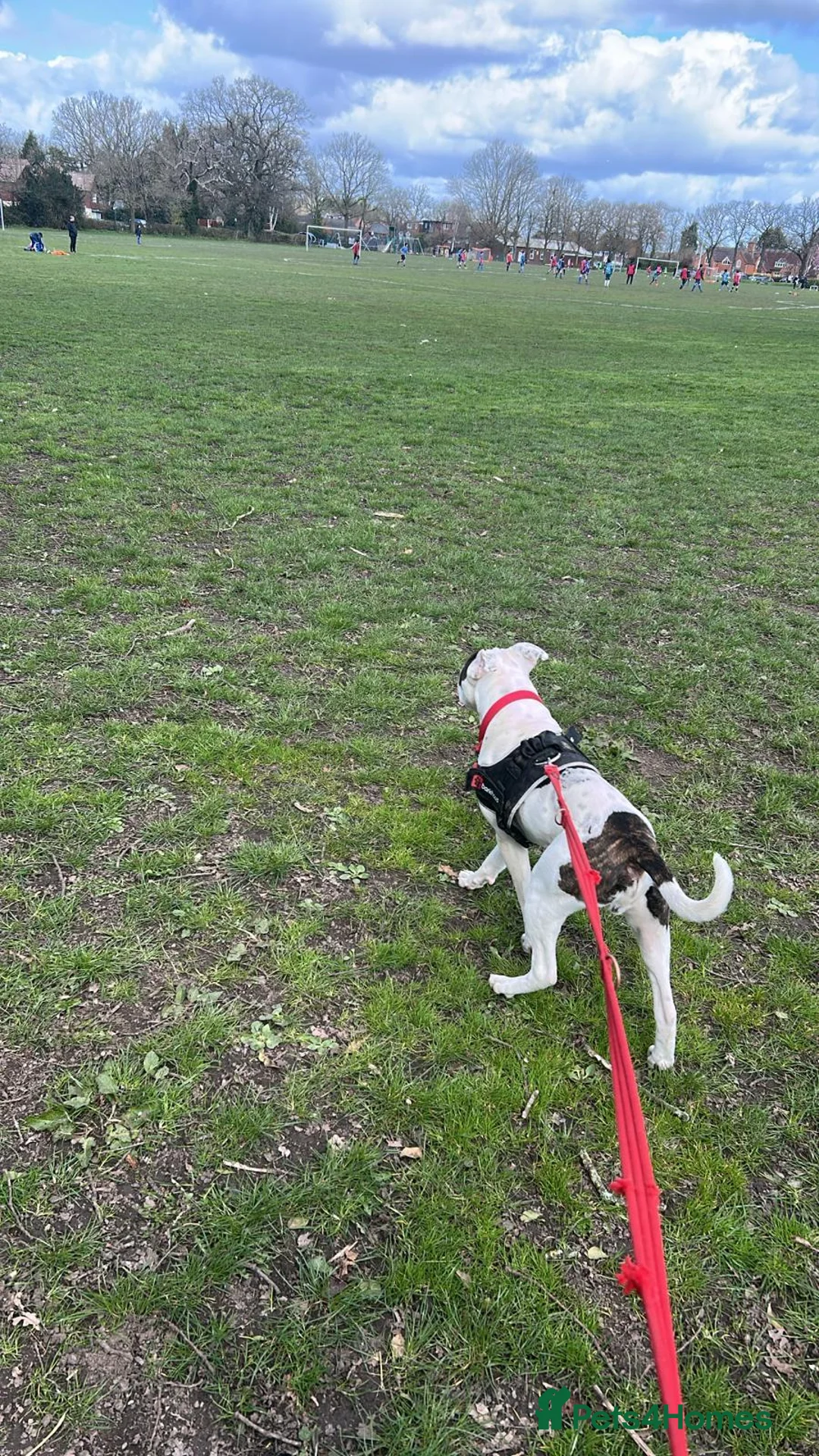 Mixed Breed dogs for sale: ROCKET  - Advert 2