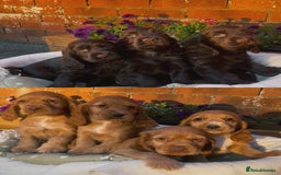 Cocker Spaniel dogs for sale: 🌟Gorgeous 100% show type cocker spaniel puppies🌟 - Image 1