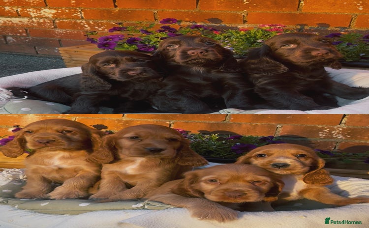 Cocker Spaniel dogs - Advert 1