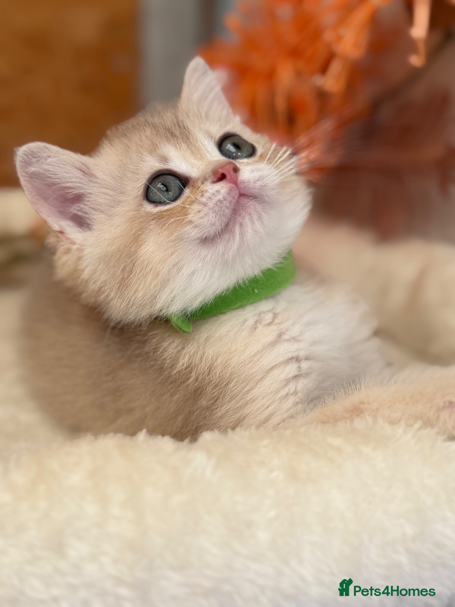 British Shorthair cats British shorthair blue/black golden kittens GCCF  - Advert 2