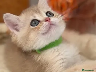 British Shorthair cats British shorthair blue/black golden kittens GCCF - Advert 2