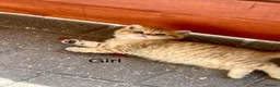 British Shorthair cats for sale: Golden kittens - Advert 1