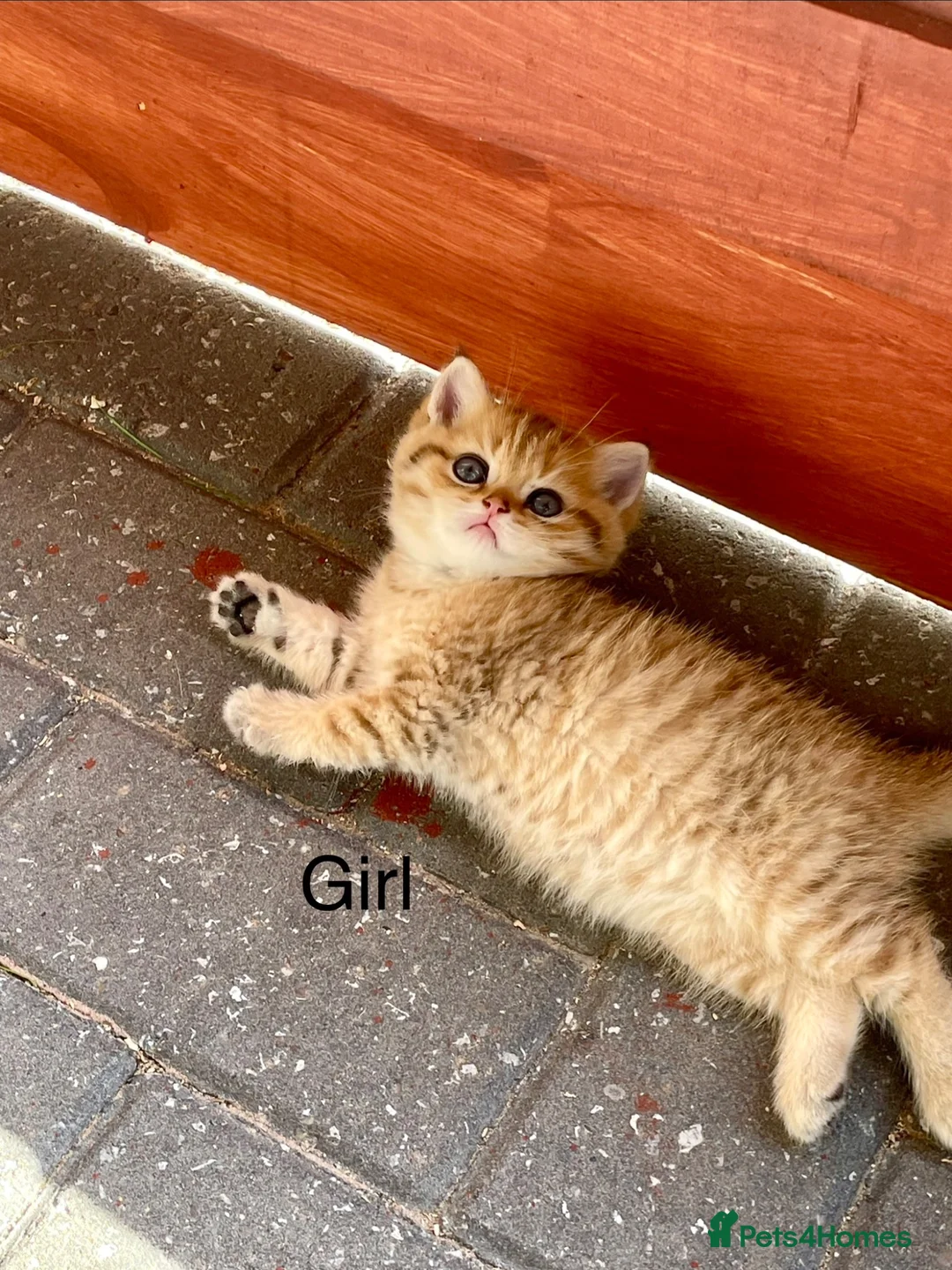 British Shorthair cats for sale: Golden kittens - Advert 1