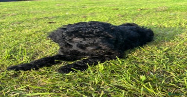 Miniature Poodle dogs - Advert 1