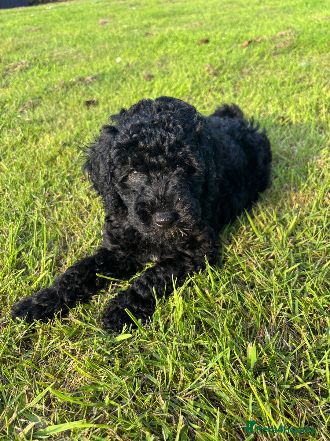 Miniature Poodle dogs for sale: Last Boy and Girl Miniature Poodle puppies  - Image 2