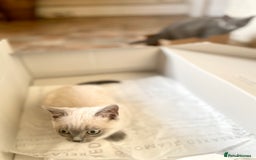 Russian Blue cats for sale: Russian blue British shorthair kittens - Image 7