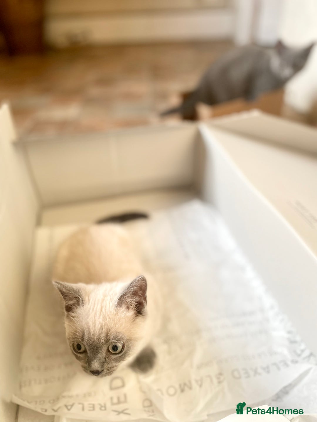 Russian Blue cats for sale: Russian blue British shorthair kittens - Image 7