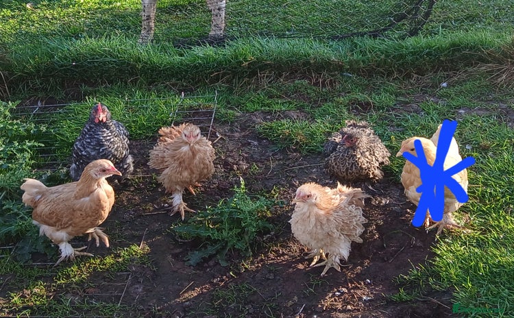 Chickens poultry - Advert 2