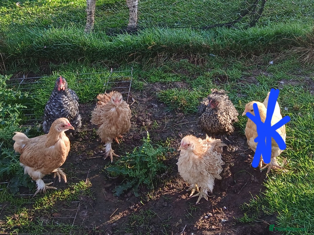 Chickens poultry for sale: Pekin bantams  - Image 1