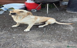 Labrador Retriever dogs for sale: Stunning chunky fox red pups - Advert 1