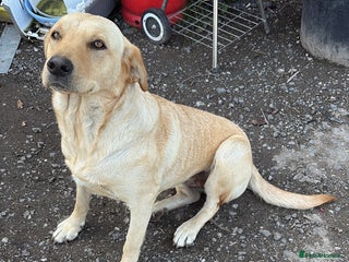 Labrador Retriever dogs Stunning chunky fox red pups - Advert 1