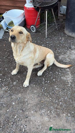 Labrador Retriever dogs Stunning chunky fox red pups - Advert 1