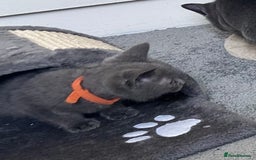 Russian Blue cats for sale: Russian Blue Kittens  in Lanark - Image 5