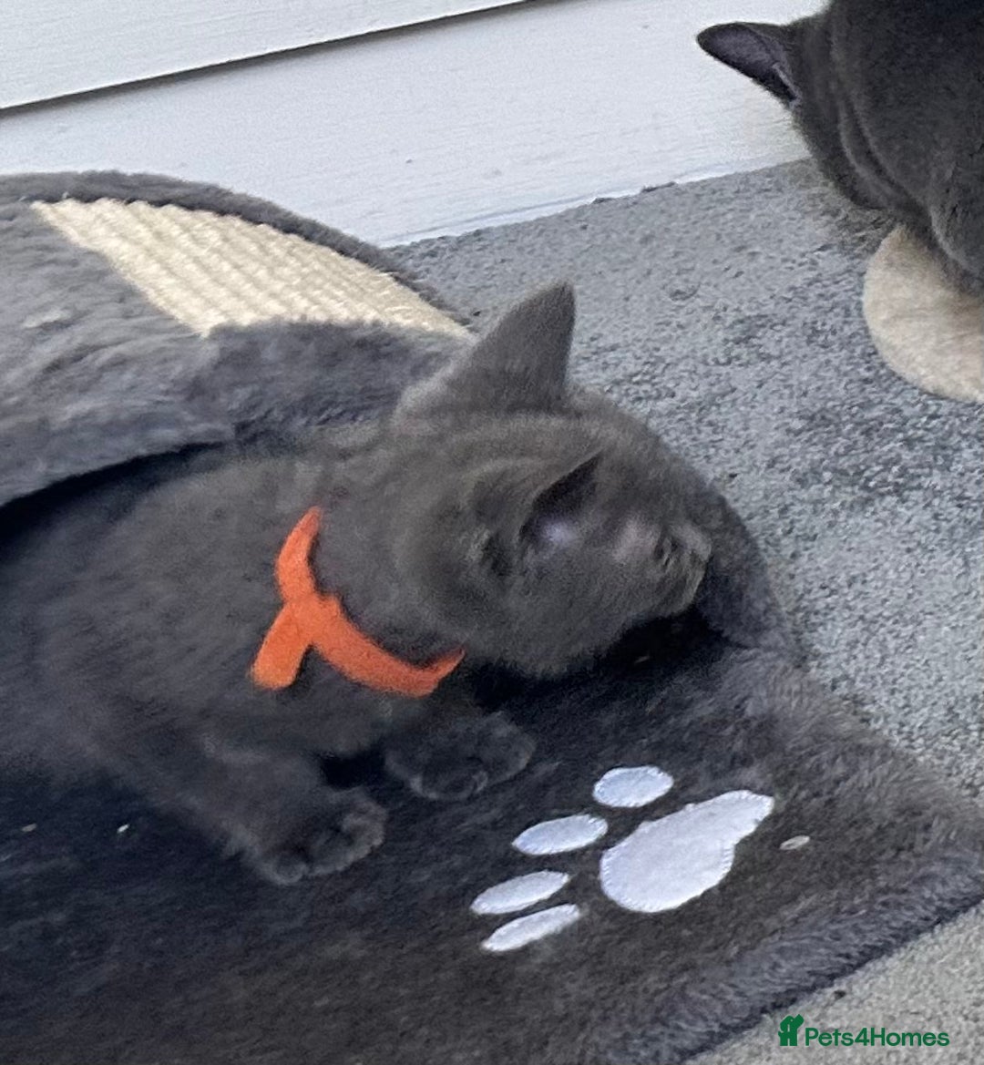Russian Blue cats for sale: Russian Blue Kittens  in Lanark - Image 5