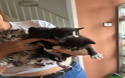 Mixed Breed cats for sale: Part Siamese kittens for sale - Image 2