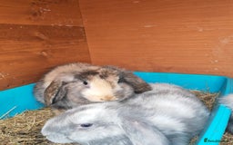 Mini Lop rabbits for sale: British lop babies  - Image 2