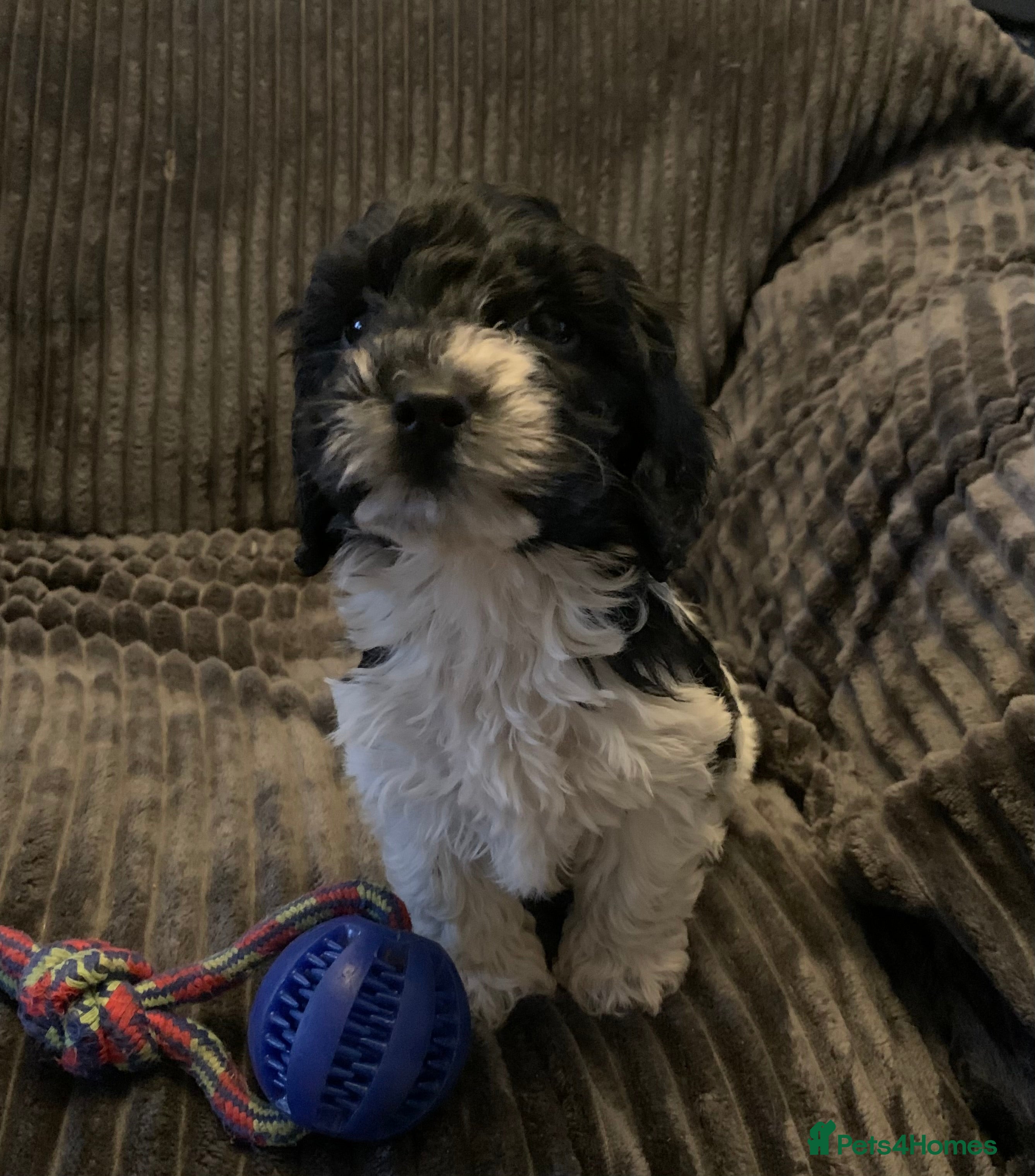 Cockapoo dogs Stunning Toy cockapoo puppies  - Advert 4