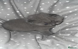 British Shorthair cats for sale: BSH KITTENS  - Image 15