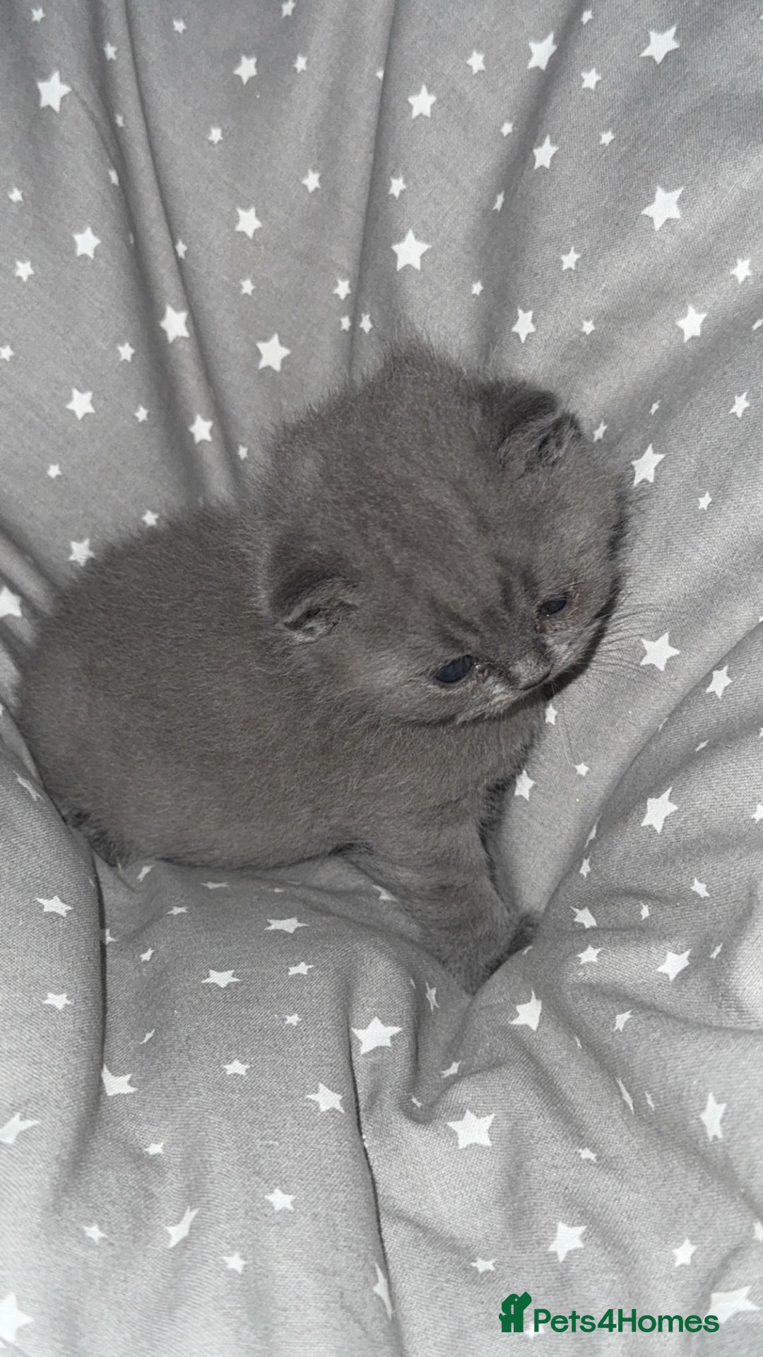 British Shorthair cats for sale: BSH KITTENS  - Image 15