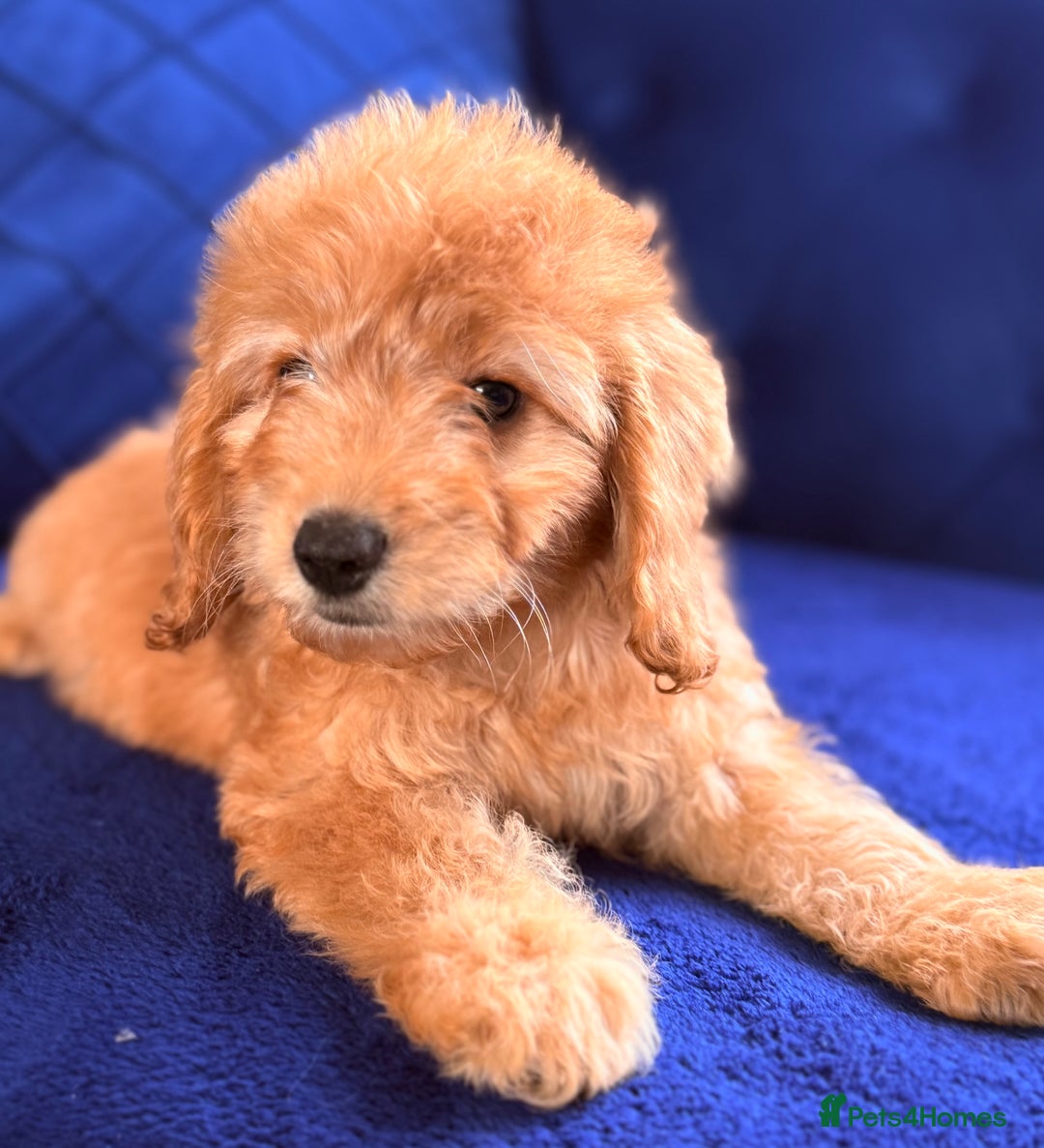 Cockapoo dogs for sale: Beautiful cockapoo puppies only  girls left  - Image 12