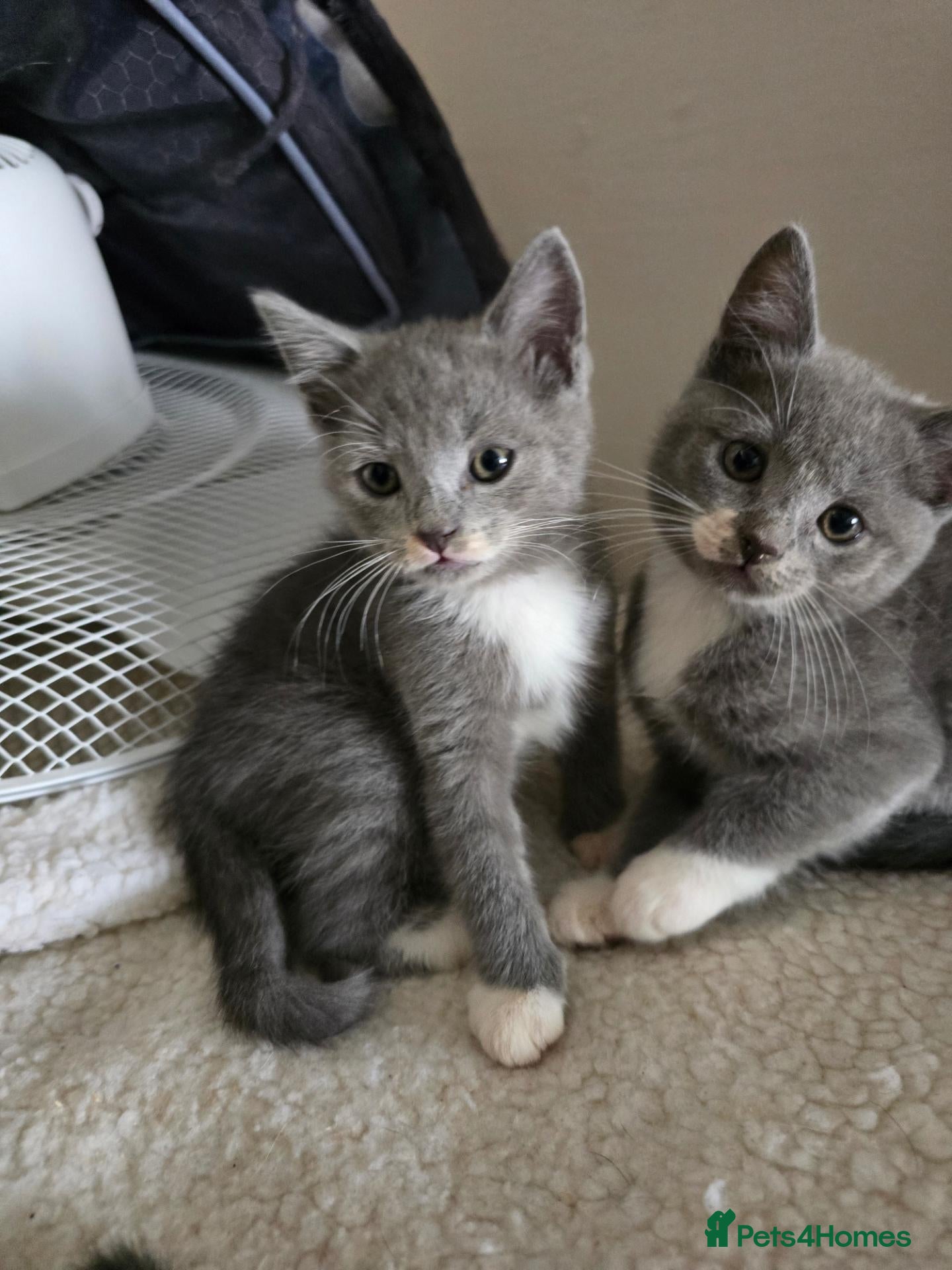 Mixed Breed cats Gorgeous playfull kittens - Advert 2