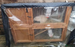 Mini Lop rabbits for sale: Stunning 2x mini lop and mini lop x lionhead - Image 5