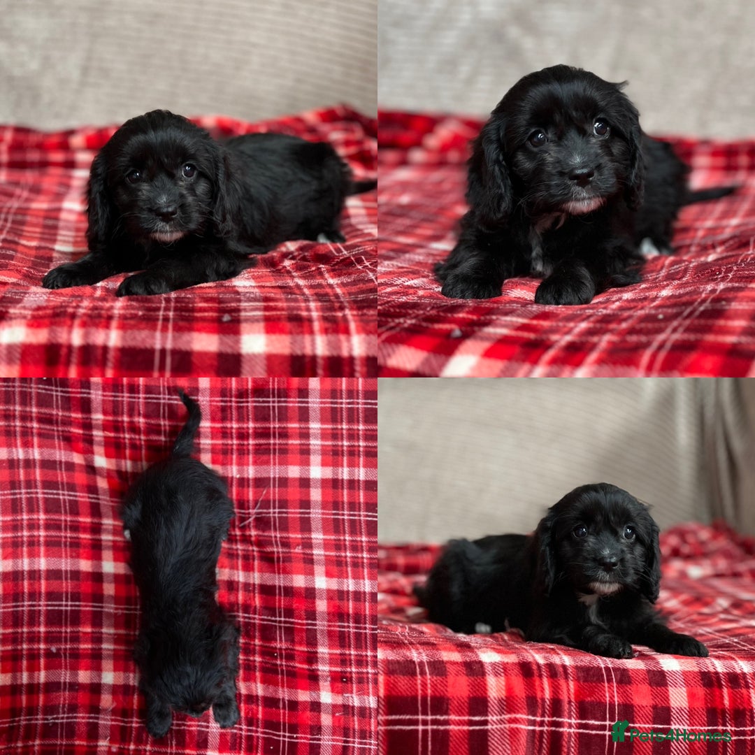 Cavapoo dogs for sale: STUNNING CAVAPOO PUPPIES READY NOW - Image 6