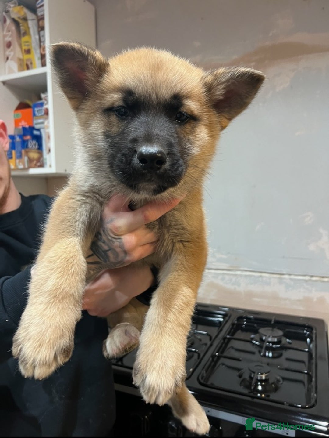 Mixed Breed dogs for sale: Akita x German Shepard male and female  - Advert 2