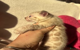 Bengal cats for sale: True to type bengal kittens - Advert 5