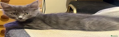 Mixed Breed 4