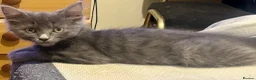 Mixed Breed cats for sale: Norwegian first cat X Russian Blue £200!! - Advert 1
