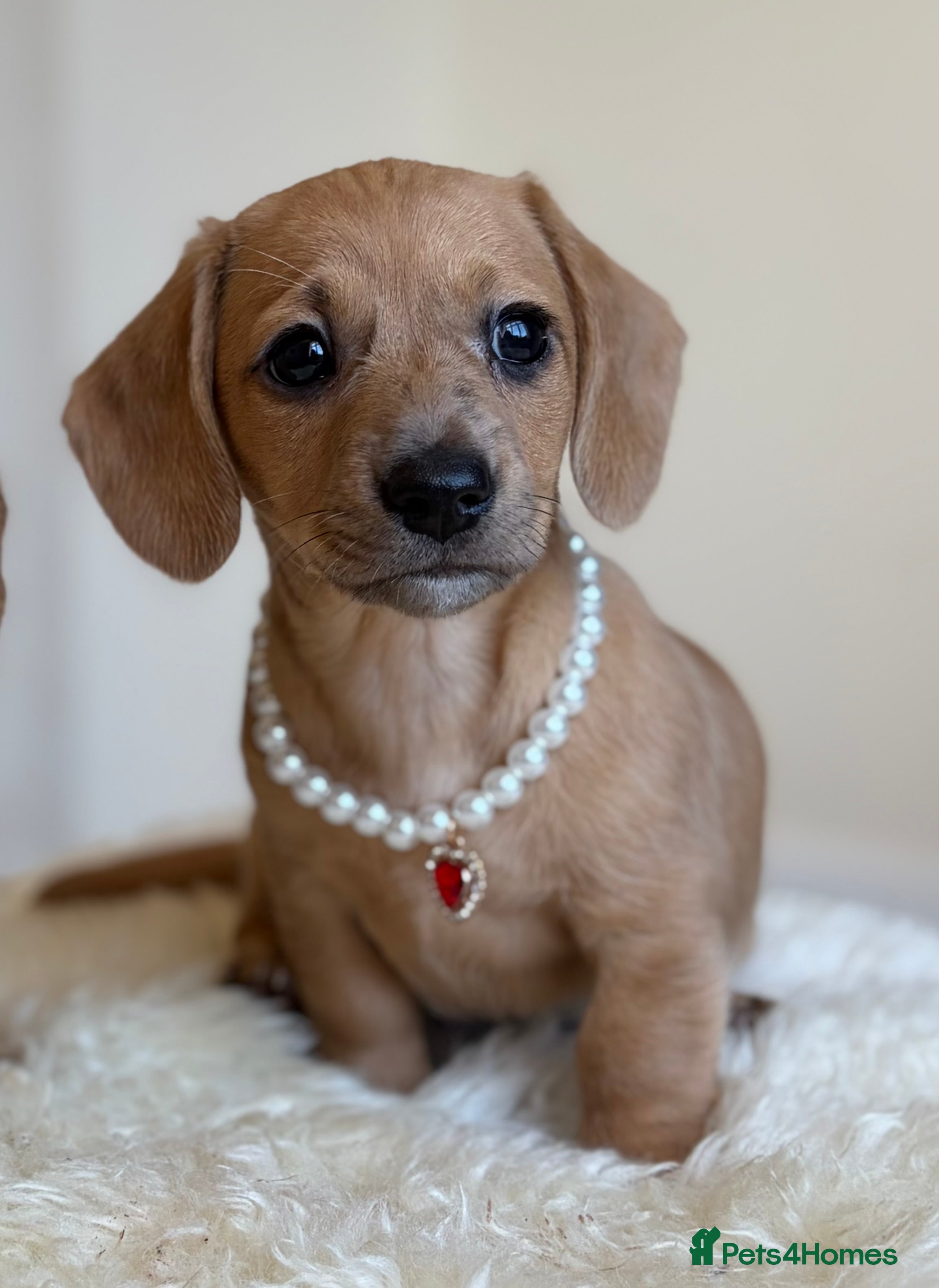 Miniature Dachshund dogs 5 cream miniature dachshunds - Advert 5