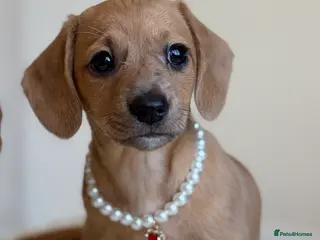 Miniature Dachshund dogs 5 cream miniature dachshunds - Advert 5