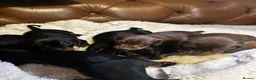 Miniature Dachshund dogs for sale: Super Sweet Mini Dachshund💛 - Advert 3