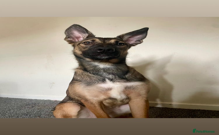 Mixed Breed dogs - Advert 1